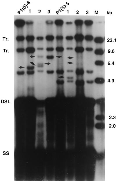 FIG. 7