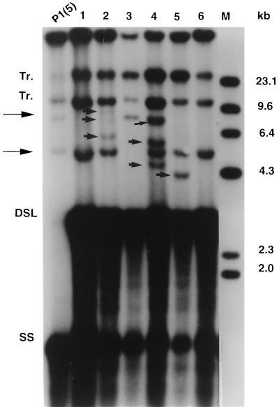 FIG. 6