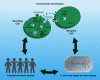 Figure 1 is a schematic illustration depicting intercellular communication and extracellular vesicles in environmental disease research, where the extracellular vesicles enable communication between cells through the transfer of extracellular vesicle cargo, for example, ribonucleic acid, proteins, and lipids. In the illustration, Secreting cell’s extracellular vesicles deliver, for example, ribonucleic acid, proteins, and lipids to Recipient cell. There is a bidirectional arrow between the Recipient cell and In vitro and organ-on-chip studies, between Recipient cell and In vitro and organ-on-chip studies and Population-based studies, and between Population-based studies and Secreting cell.