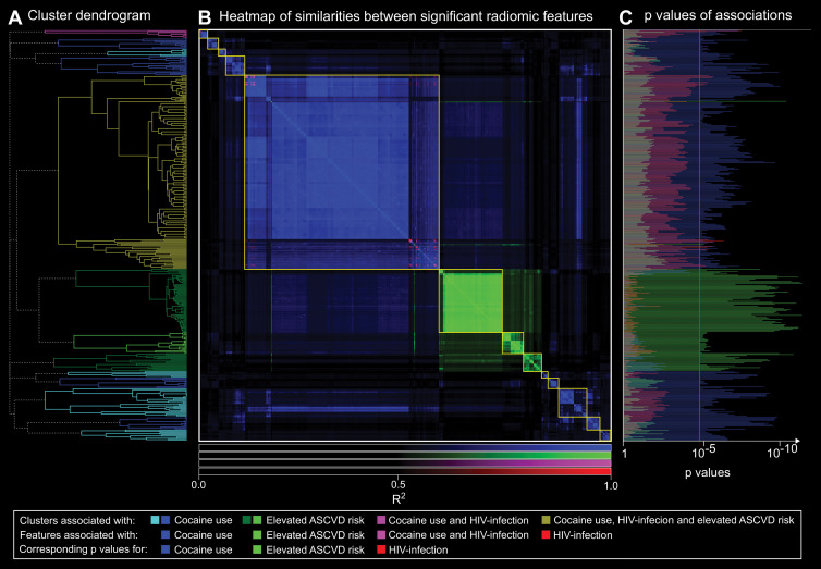 A, Hierarchical cluster dendrogram of radiomic features significantly associated with cocaine use, HIV infection, and/or elevated atherosclerotic cardiovascular disease (ASCVD) risk. Clusters are color-coded depending on risk factor with which features were associated. B, Heatmap of R2 values for linear regressions between each pair of significant radiomic features (n = 409). Elements of the heatmap are color coded depending on risk factor with which features were associated. Clusters are outlined in yellow. C, Corresponding P values for cocaine use, HIV infection, and increased ASCVD for each radiomic feature. Features are reordered based on hierarchical clustering to correspond to the dendrogram. Bars extending farther than the red line (P = .00004) indicate significant associations. Results from hierarchical clustering indicate that there are distinct morphologic feature sets that are associated with only specific risk factors. Furthermore, P values for cocaine use among clusters associated with cocaine use were magnitudes lower than for HIV infection and especially elevated ASCVD risk. In addition, P values for elevated ASCVD risk for the three clusters containing only radiomic features associated with elevated ASCVD risk were magnitudes lower than for cocaine use in HIV infection. These results potentially imply distinct pathways of coronary atherosclerosis progression because modifying effects of cocaine use and conventional cardiovascular risk factors are clearly separable.