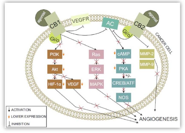 Fig. (5)