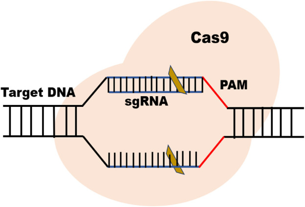 FIGURE 1