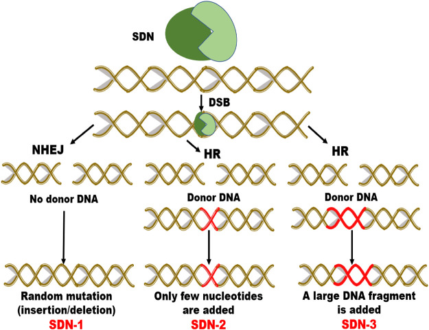 FIGURE 4