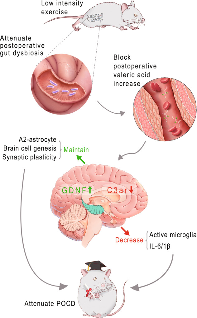 Fig. 12