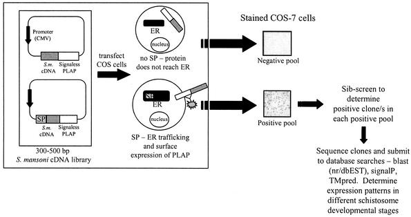 FIG. 1.