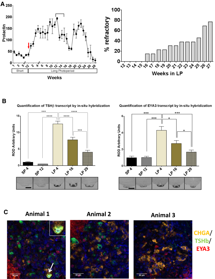 Figure 2