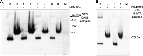 Fig. 10.