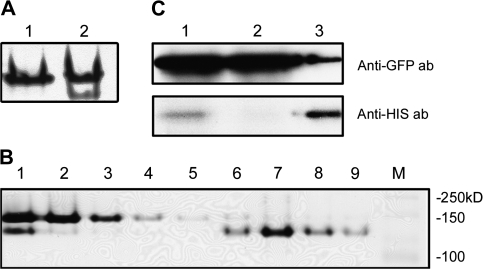 Fig. 9.