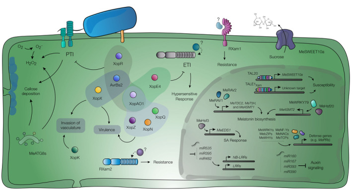 FIGURE 4