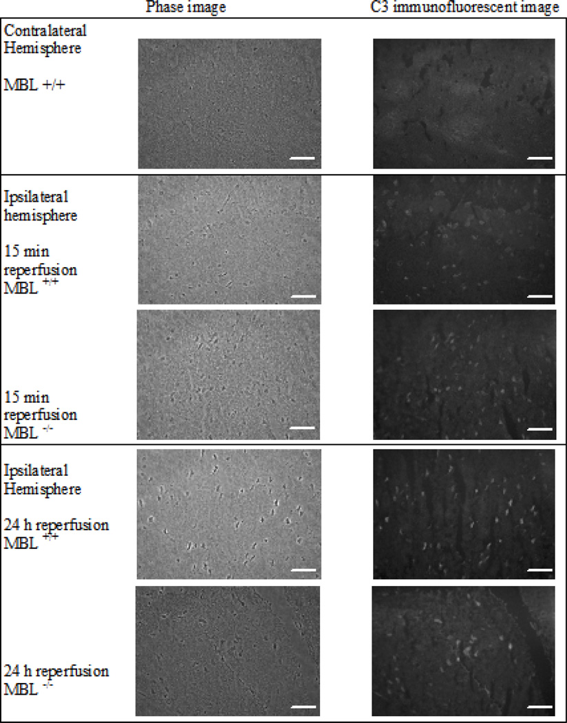 Fig. (6)