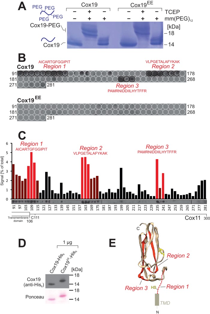 FIGURE 6: