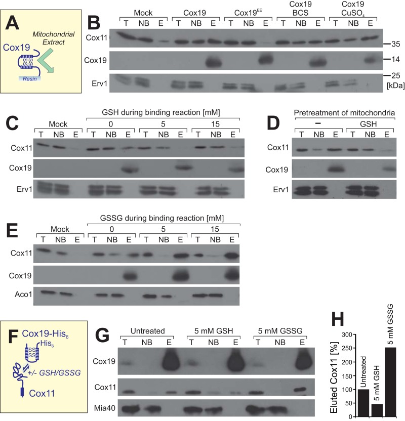 FIGURE 7: