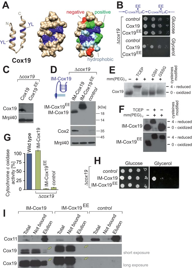 FIGURE 5: