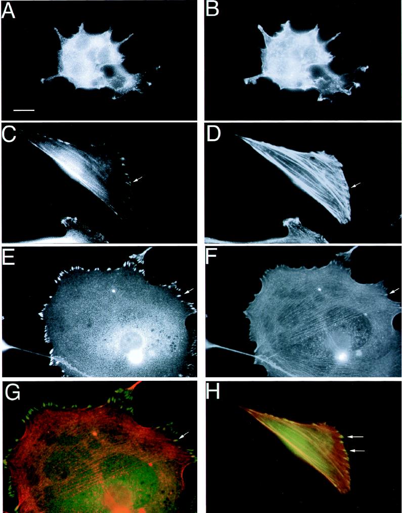 FIG. 8