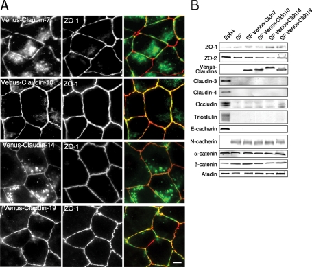 FIGURE 3: