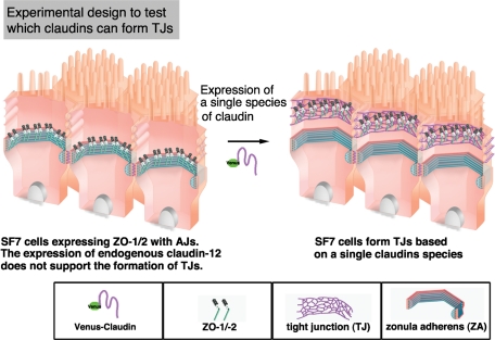 FIGURE 1: