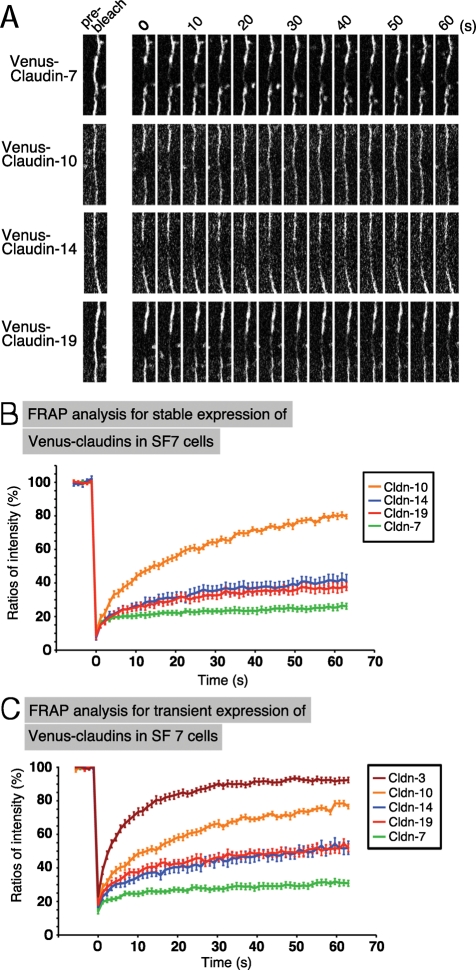 FIGURE 5: