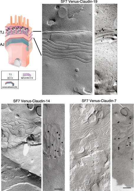 FIGURE 4: