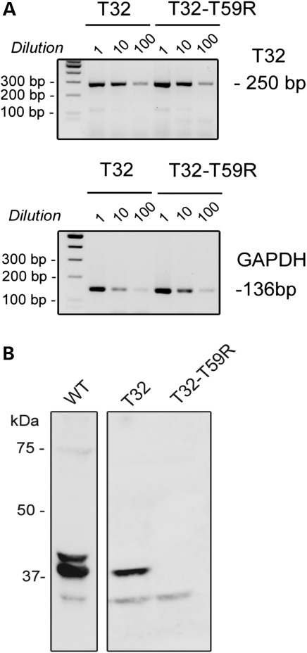 Figure 4.