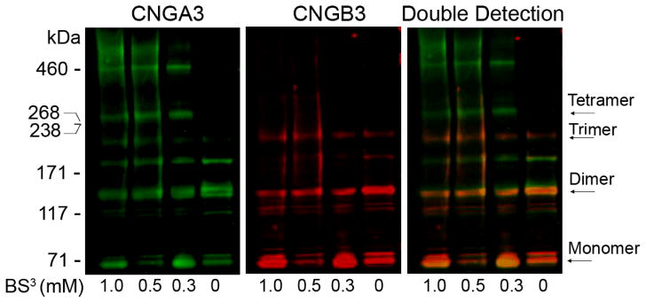 Fig. 98.2