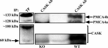 FIG. 8