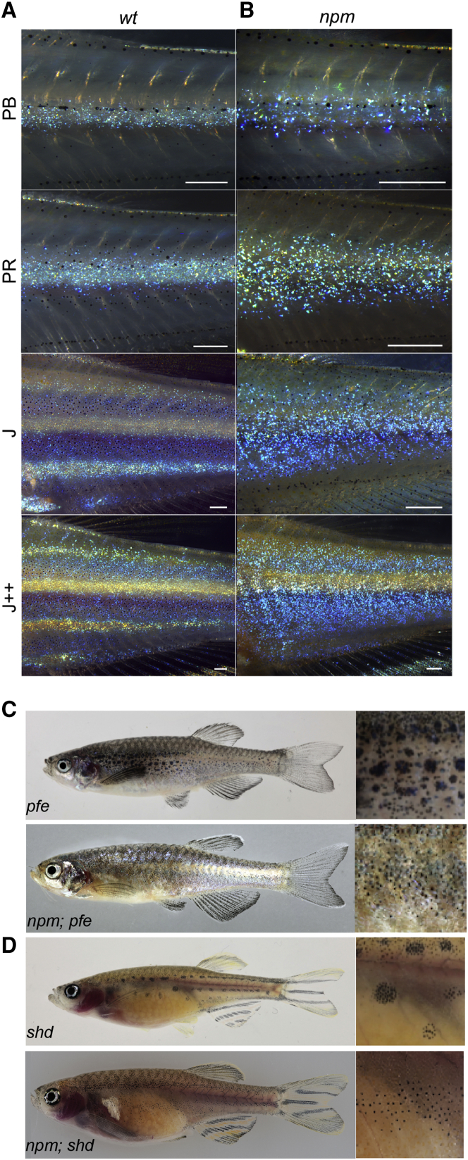 Figure 2