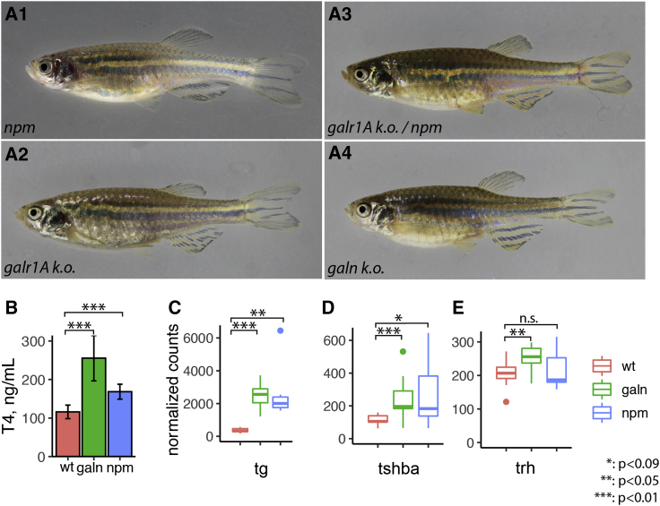 Figure 4