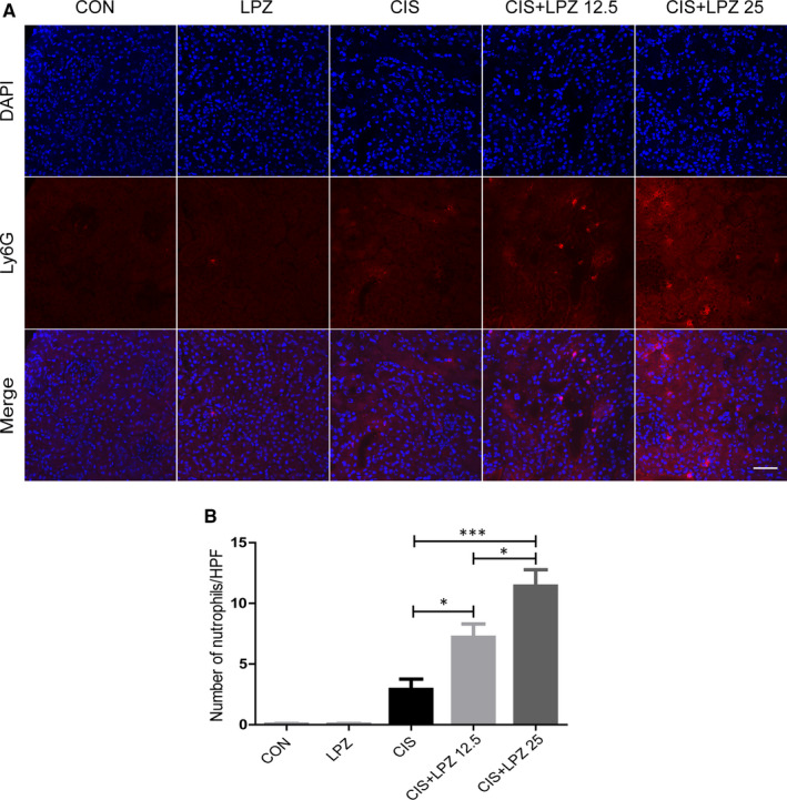 FIGURE 6