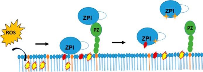 Figure 11.