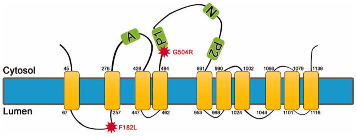 Fig. 1