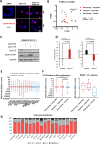 Figure 6—figure supplement 1.