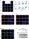 Figure 3—figure supplement 2.