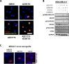 Figure 4—figure supplement 2.