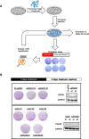 Figure 5—figure supplement 1.