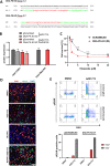 Figure 5—figure supplement 2.