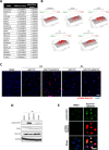 Figure 4—figure supplement 1.