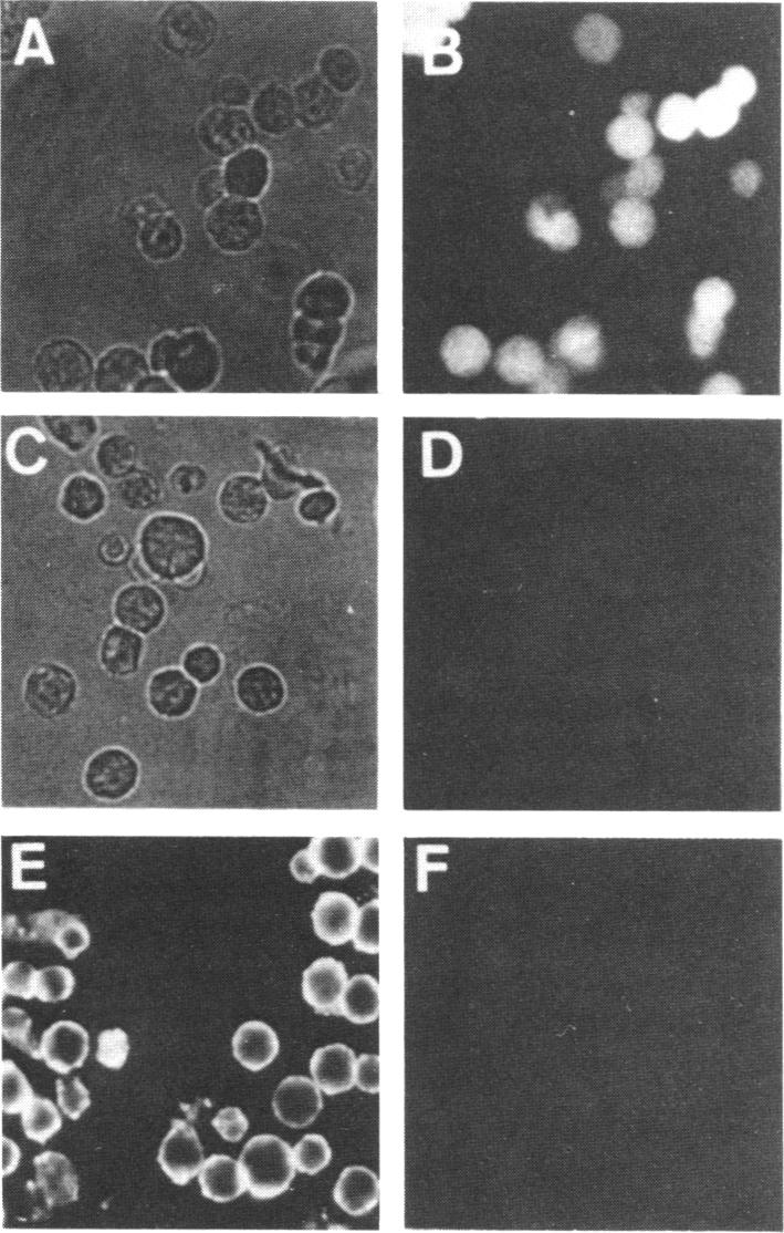 graphic file with name pnas00262-0165-a.jpg