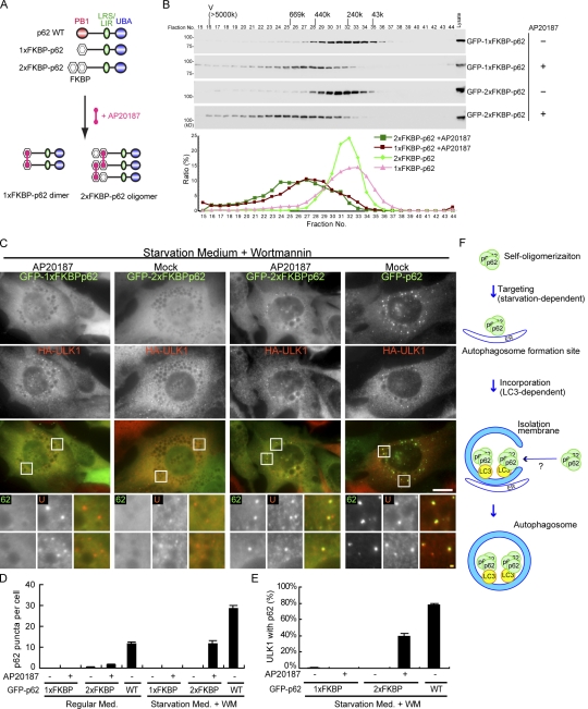 p62 targeting to the autophagosome formation site requires self ...