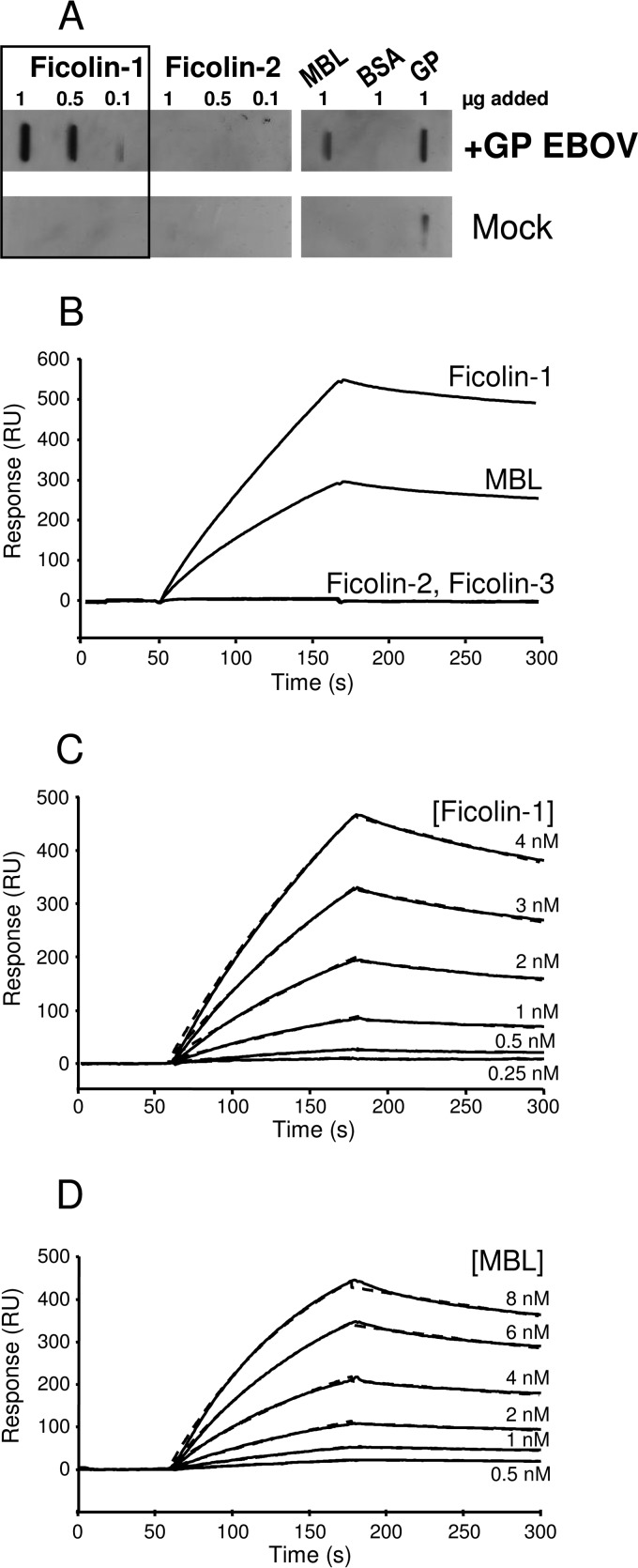 FIG 1