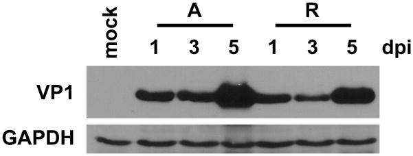 Fig 5