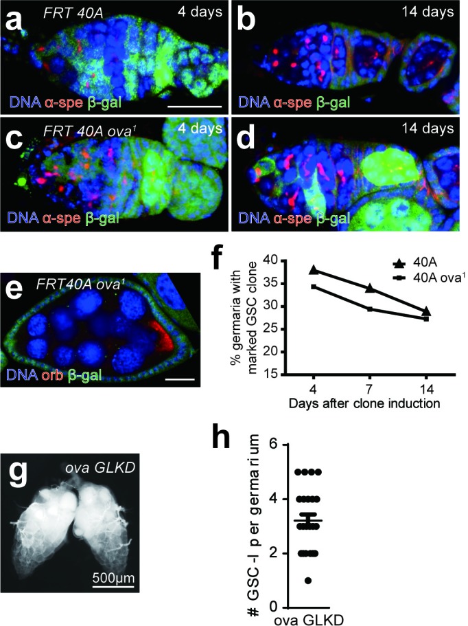 Figure 1—figure supplement 2.