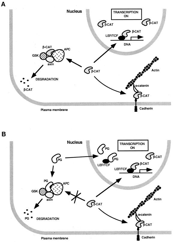 FIG. 9