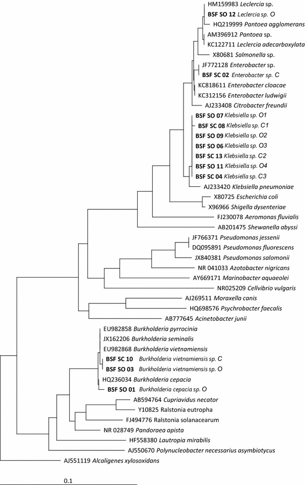 Fig. 2