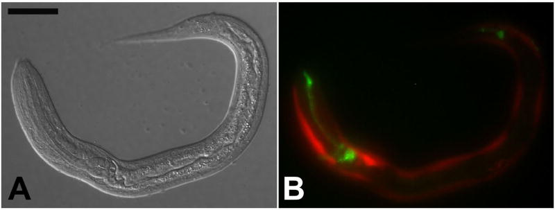 Fig 5