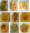 Fig. 4