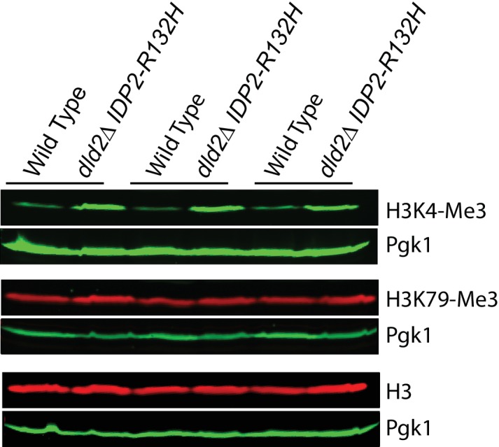 Figure 6—figure supplement 1.