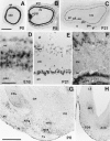 Fig. 9.