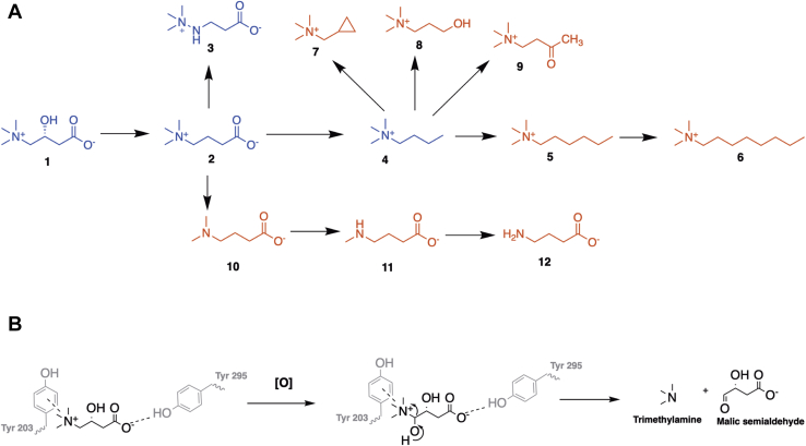 Figure 5