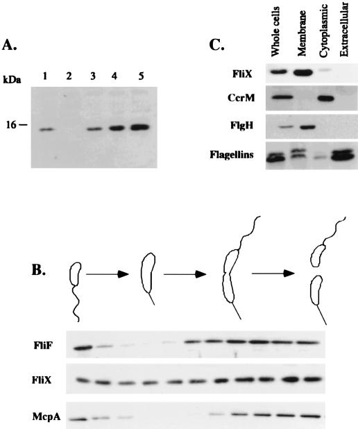 FIG. 8