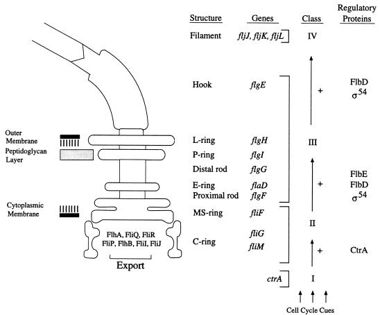 FIG. 1